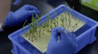 Breakthrough Discovery: Gene Enhances Crop Yield