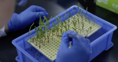 Breakthrough Discovery: Gene Enhances Crop Yield