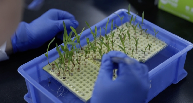 Breakthrough Discovery: Gene Enhances Crop Yield