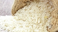 Mutant Rice Variety: Mars' New Food Source