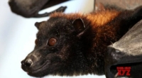 Covid-like Virus Found in UK Bats