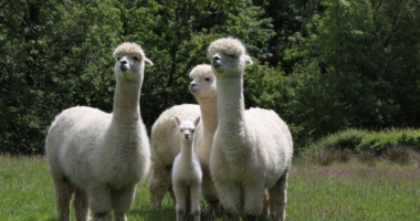 Alpacas: The Climate Change Grazers