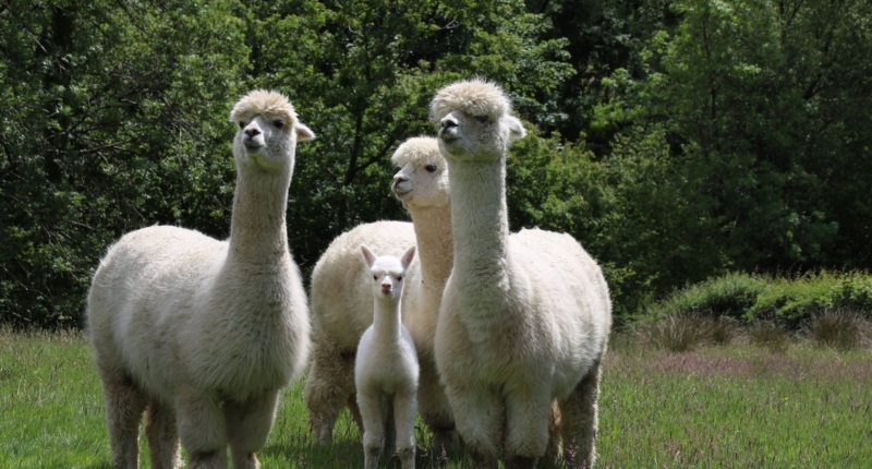 Alpacas: The Climate Change Grazers