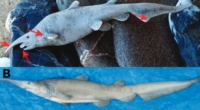 Controversy Erupts over Goblin Shark Sighting