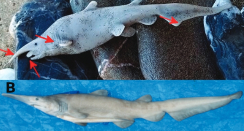 Controversy Erupts over Goblin Shark Sighting