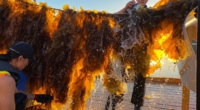 The Seaweed Farming Revolution: A Sustainable Future