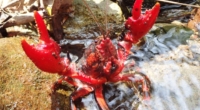 Rescuing Endangered Spiny Crayfish Amid Bushfires