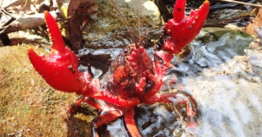 Rescuing Endangered Spiny Crayfish Amid Bushfires