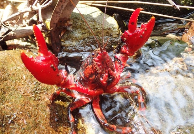 Rescuing Endangered Spiny Crayfish Amid Bushfires