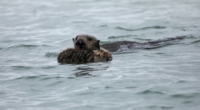 Deadly Parasite Found in Otters