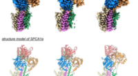 Uncovering SPCA Protein's Structure