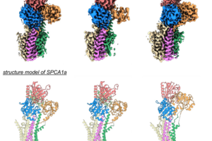 Uncovering SPCA Protein's Structure