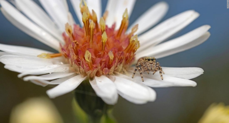 Jumping Spiders: The Hottest New Pets!