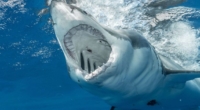 Monster Great White Shark Spotted in Florida Keys