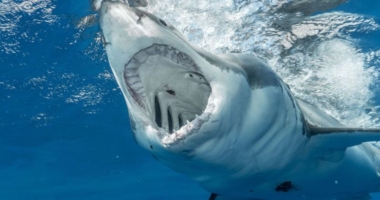 Monster Great White Shark Spotted in Florida Keys