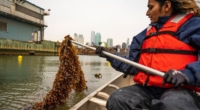 Kelp Farming for Cleaner Waterways