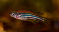 Zebrafish mimic human emotions