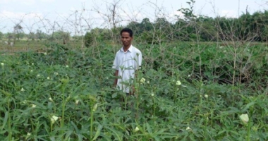 Natural Farming: Assam's Sustainable Agriculture Drive