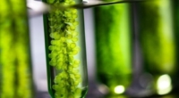 Unlocking the Power of Photosynthesis for Biofuels