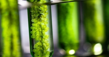 Unlocking the Power of Photosynthesis for Biofuels
