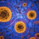New study identifies GVHD-causing cells