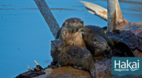 Otters as Biomonitors: Environmental Health Check