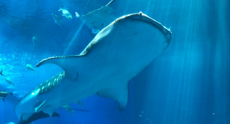 Whale Sharks' Unique Low-Light Adaptation