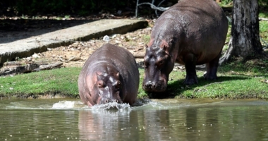 Colombia transfers 70 Escobar hippos