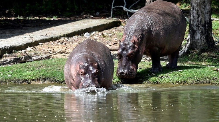 Colombia transfers 70 Escobar hippos